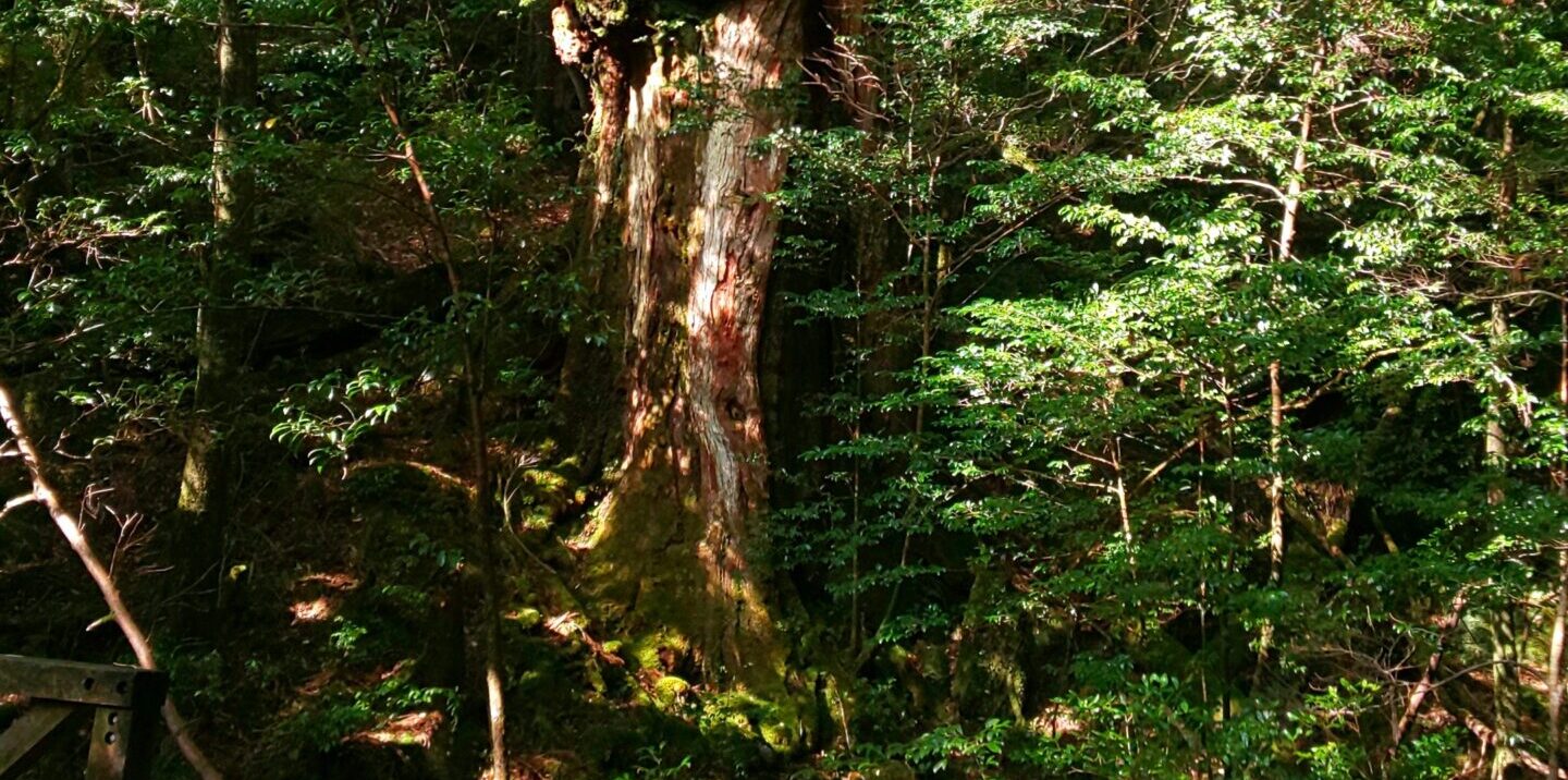 花屋をめぐる