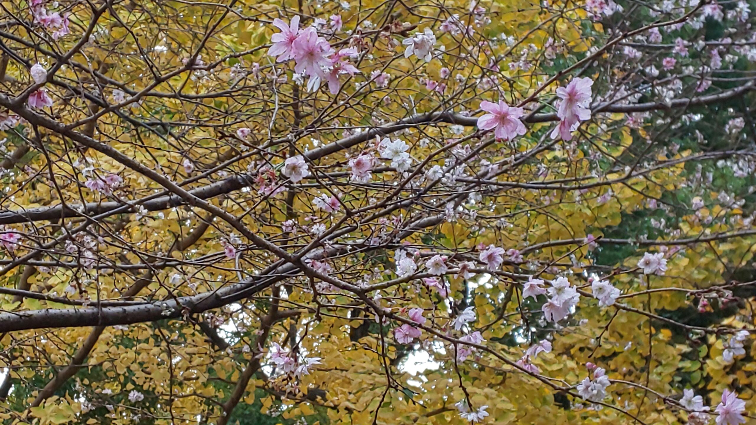上野公園（東京都台東区）では十月桜が楽しめます
