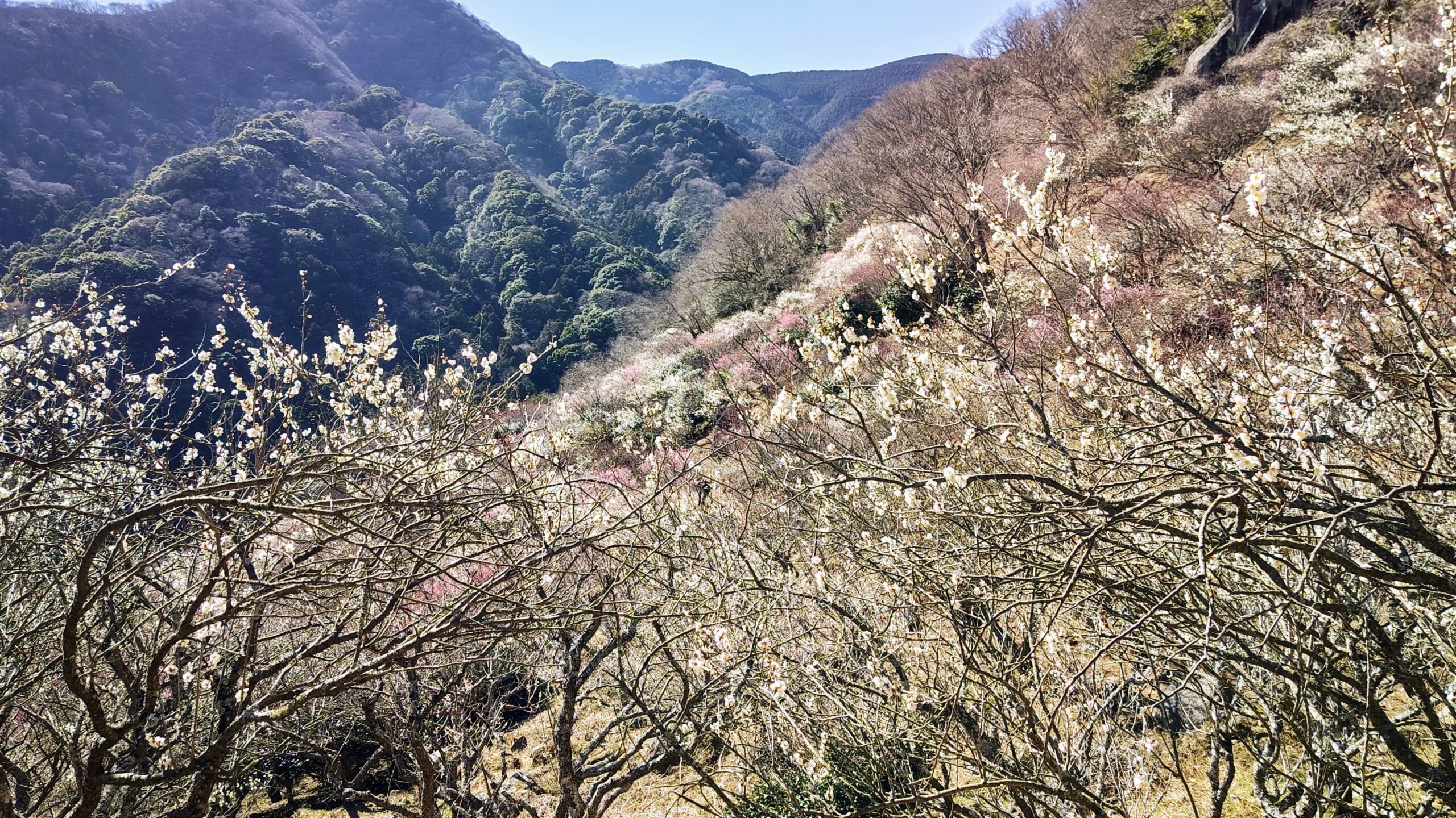 【番外編】湯河原梅林（神奈川県足柄下郡）の開花状況―2023年2月26日現在―