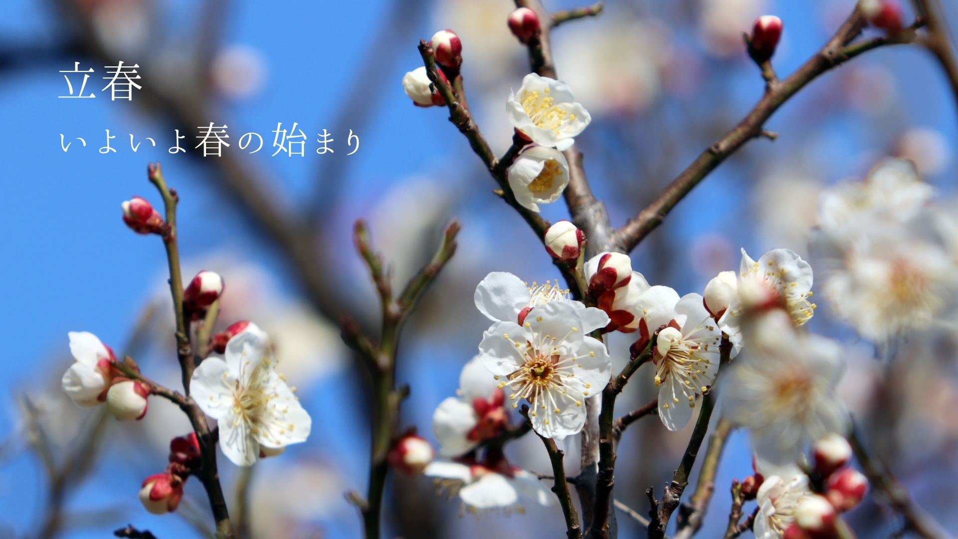 暦のうえでは春の始まり「立春」。梅の開花に心おどる