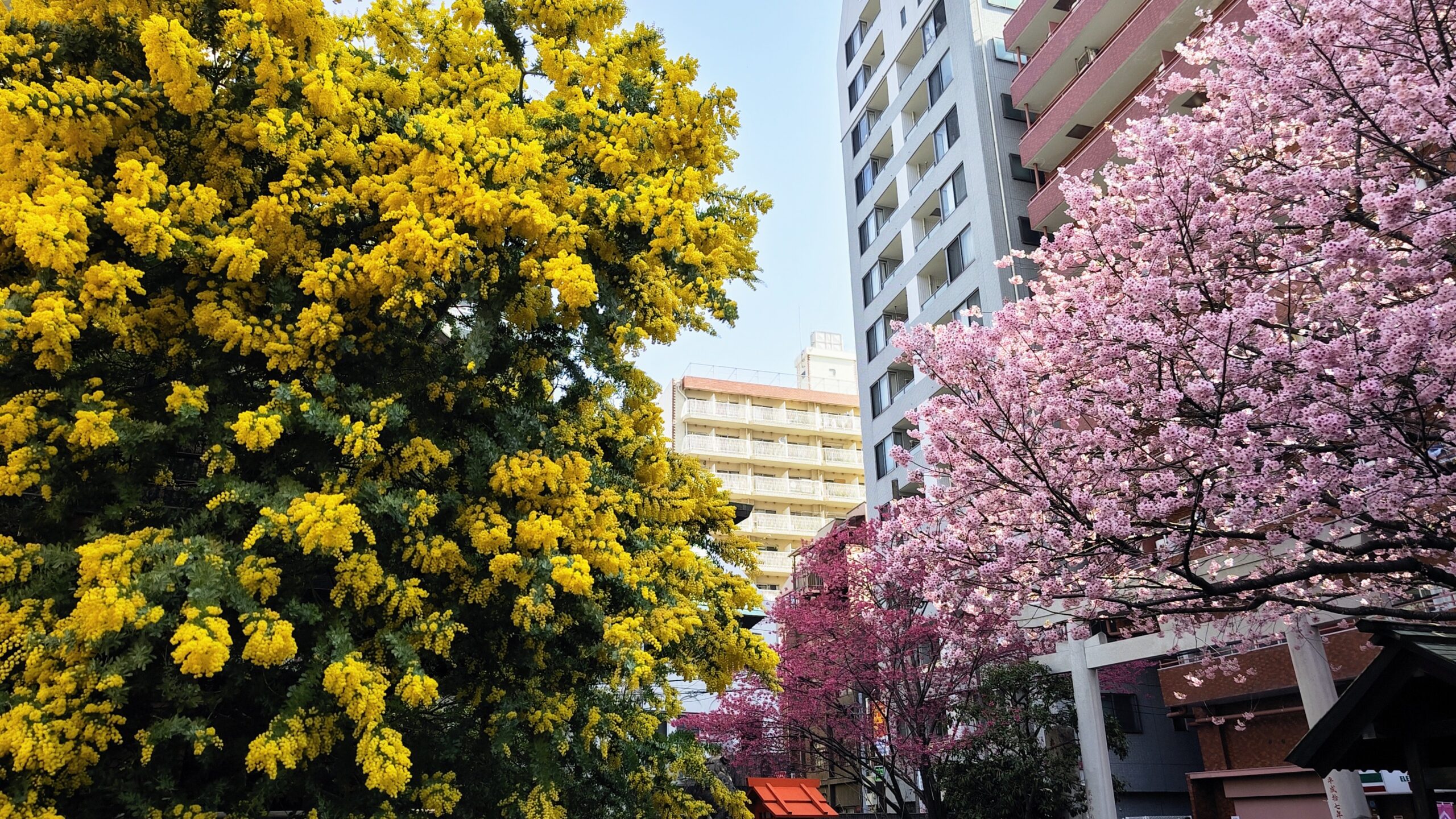 今が見ごろ！ 満開のミモザと桜が楽しめる蔵前神社（東京都台東区）