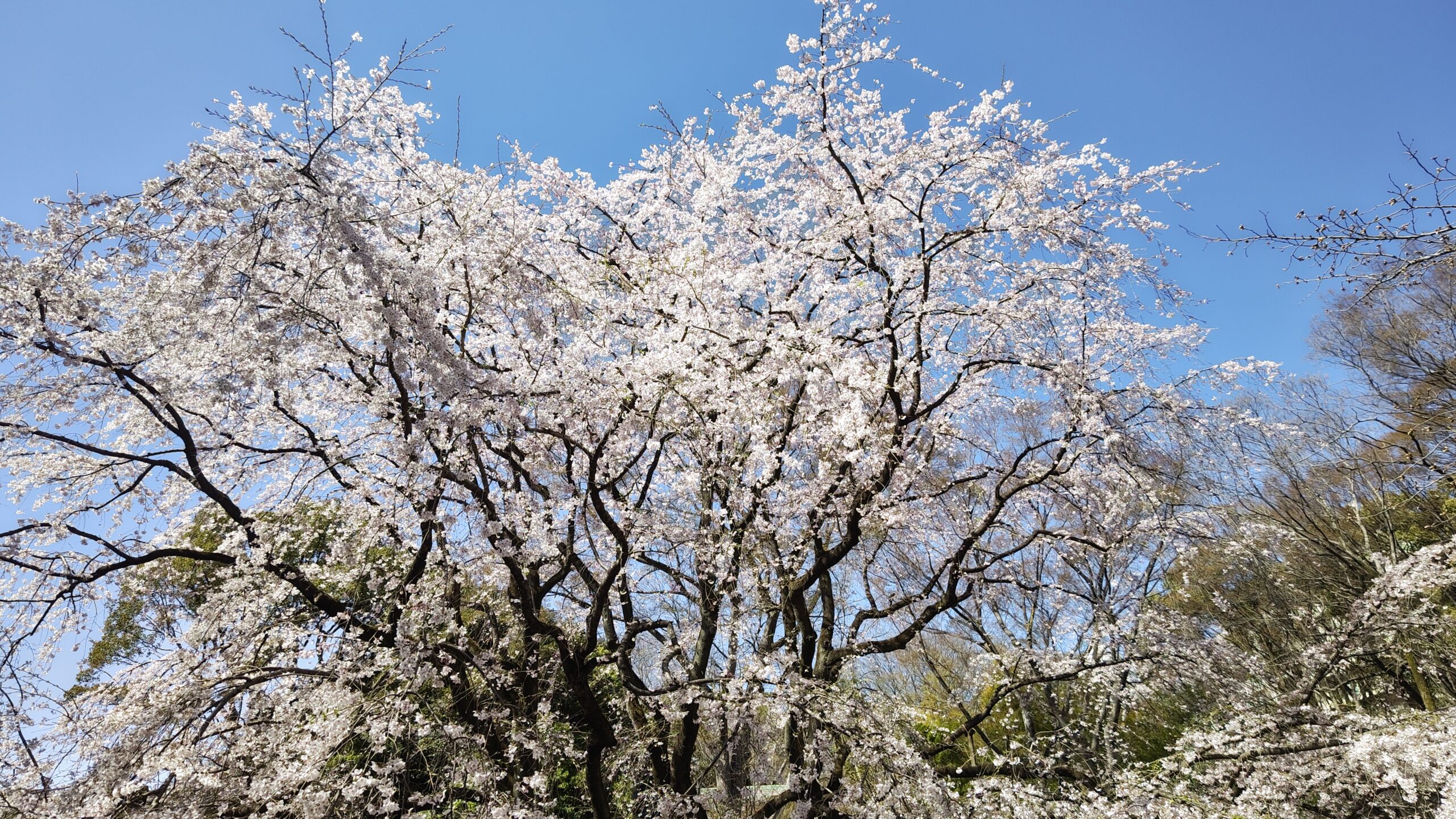 六義園（東京都文京区）の枝垂桜は見ごろを迎えました ―2023年3月19日現在―