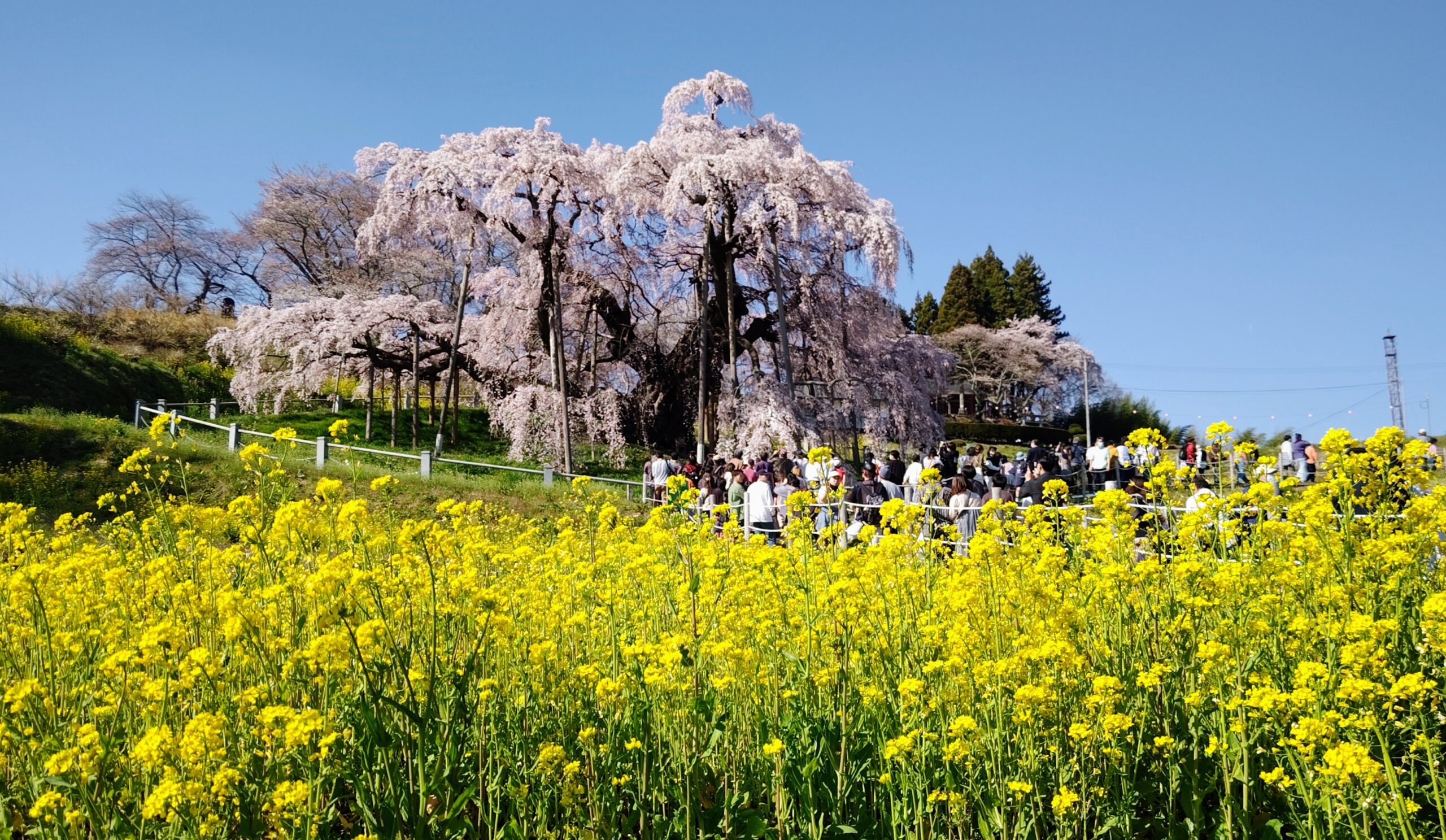 【番外編】三春滝桜(福島県田村郡三春町)の開花状況―2023年4月1日 満開― - シキノハナLab