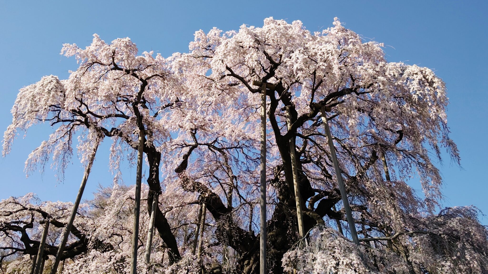【番外編】三春滝桜(福島県田村郡三春町)の開花状況―2023年4月1日 満開― - シキノハナLab