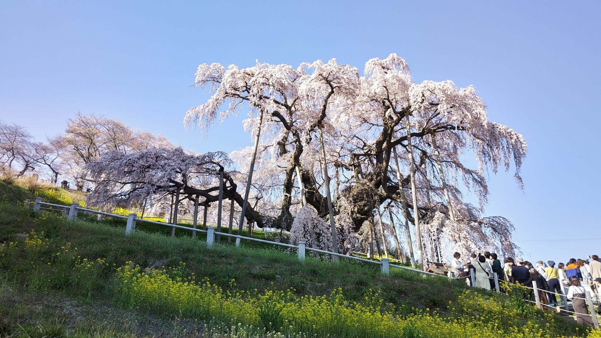 【番外編】三春滝桜(福島県田村郡三春町)の開花状況―2023年4月1日 満開― - シキノハナLab