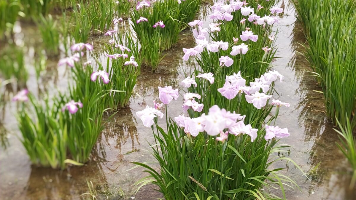 【季節のいけばな】燕子花（かきつばた）をいける