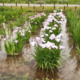 【季節のいけばな】燕子花（かきつばた）をいける