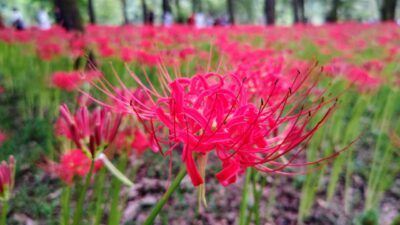 巾着田（埼玉県日高市）の彼岸花は8分咲き　—2024年9月28日現在—