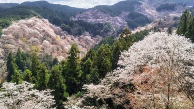 【ブログ】奈良県・吉野山の一目千本桜